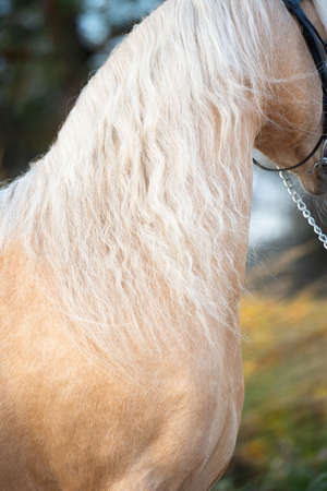 portrait of beautiful  palomino welsh pony stallion posing at nice stable garden. close upの写真素材