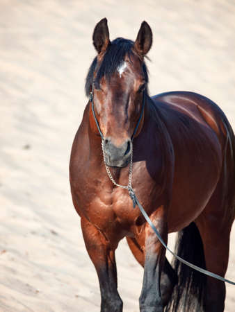 Beautiful breed Trakehner  bay stallion posing in the dunesの写真素材