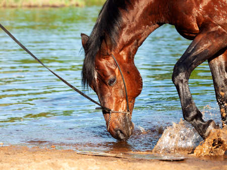 portrait of bay horse splashing and playing in lake . close upの写真素材
