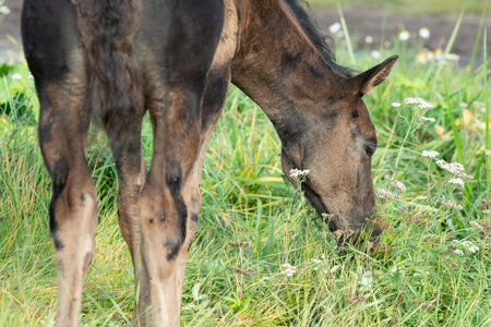portrait of beautiful black- brown colt grazing at field .  close up. sunny fall dayの写真素材