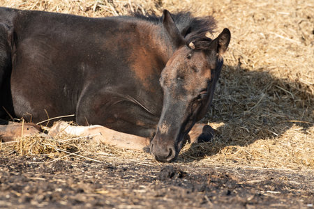 portrait of black napping little foal at hay pile. close up. sunny dayの写真素材