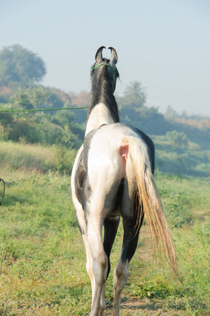portrait of beautiful grey Marwari  young stallion  posing   at early morning . india.の写真素材