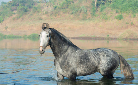 beautiful grey Marwari  stallion posing  in river at early morning . india.の写真素材
