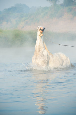 beautiful white Marwari  horse swimming in river at early morning around  frog . india.の写真素材