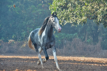 marwari grey piebald colt  running at freedom at morning.  Indiaの写真素材