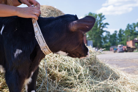 portrait of cute little calf  against  hay. nursery on a farmの写真素材