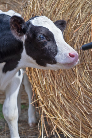 cute little calf   feeding from  bottle against  hay. nursery on a farm. close upの写真素材