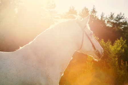 portrait of white Percheron Draft Horse posing at forest background against sun lightの写真素材