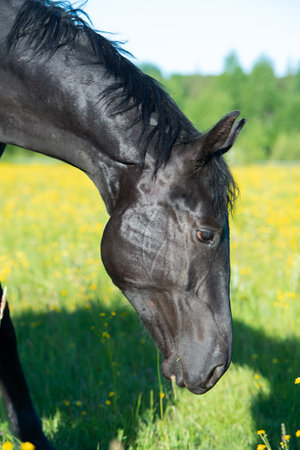 portrait of beautiful young black sportive mare grazing at freedom in pasture. close upの写真素材