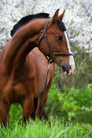 portrait of bay beautiful sportive horse posing near blossom cherry tree. spring timeの写真素材