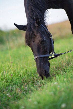 portrait of beautiful black horse grazing in the field. close up. cloudy dayの写真素材