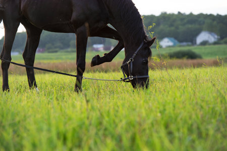 portrait of beautiful black horse grazing in the field. cloudy dayの写真素材