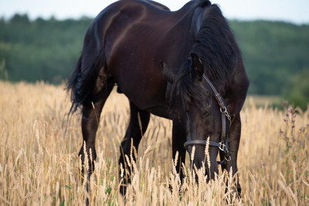 portrait of beautiful black sportive stallion posing on wheat field at eveningの写真素材