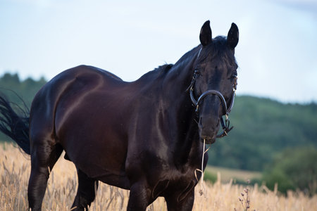 portrait of beautiful black sportive stallion posing on wheat field at eveningの写真素材