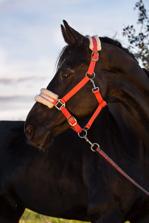 art portrait of beautiful black horse posing at evening. close up.の写真素材