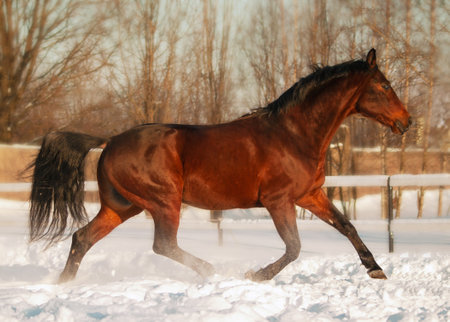 running bay stallion in paddock at winterの写真素材