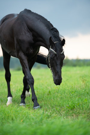 portrait of grazing black horse in the field. cloudy, raining summer dayの写真素材