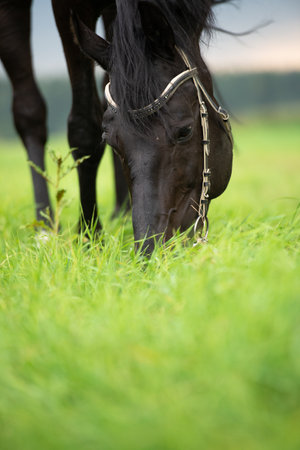 portrait of grazing black horse in the field. cloudy, raining summer dayの写真素材