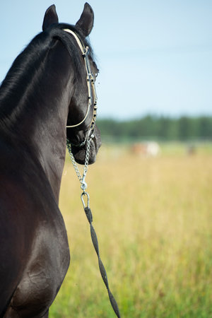 portrait of beautiful black stallion posing in the field. sunny summer dayの写真素材