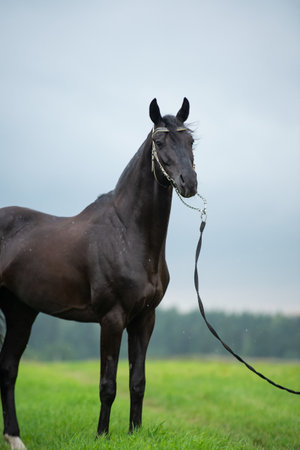 black horse posing in the cloudy field. raining summer dayの写真素材