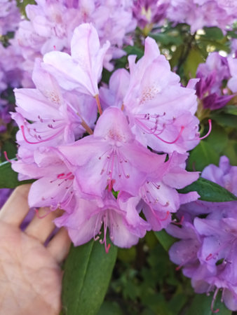 beautiful blossom pink rhododendron. close up. sunny dayの写真素材