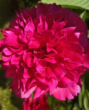 beautiful blossom fucsia-pink peony. macro shot. sunny dayの写真素材