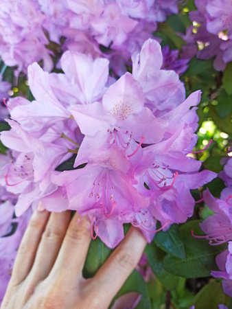 beautiful blossom pink rhododendron. close up. sunny dayの写真素材