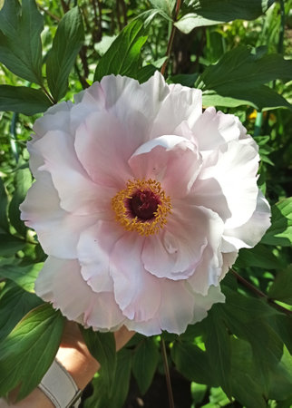 beautiful blossom soft pink tree peony. close up. sunny dayの写真素材