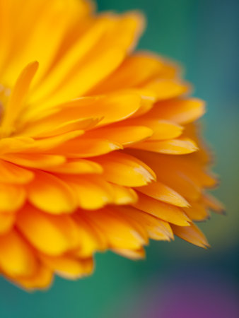 beautiful art Background with Orange flower medicine calendula (Marigold). Extreme macro shotの写真素材