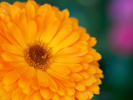 beautiful Orange flower medicine calendula (Marigold) Background. Extreme macro shotの写真素材