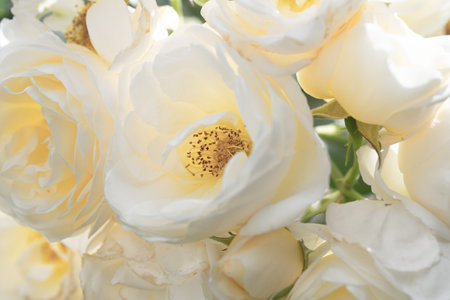 beautiful aromatic ivory roses with soft yellow core blooming in garden at sunny morning. macroの写真素材