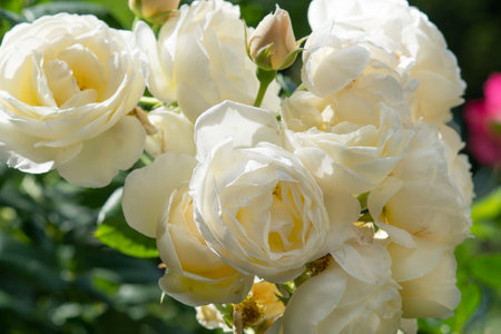 beautiful aromatic ivory roses with soft yellow core blooming in garden at sunny morning. macroの写真素材