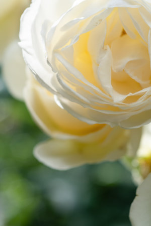 beautiful aromatic ivory roses with soft yellow core blooming in garden at sunny morning. macroの写真素材