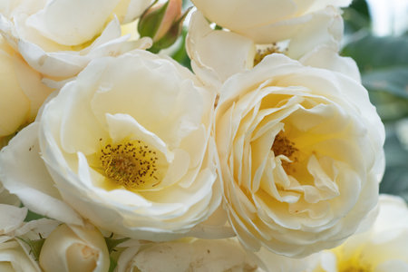 beautiful aromatic ivory roses with soft yellow core blooming in garden at morning. macroの写真素材