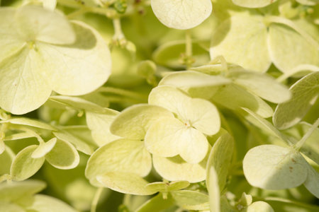 beautiful blossom of soft light green hydrangea at summer day. macro