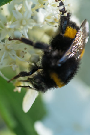 beautiful working bumblebee at white hydrangea blossom at sunny day. extreme macro, wild life