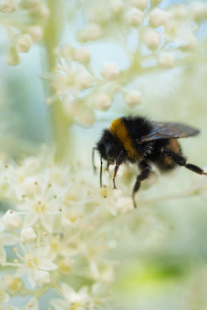 beautiful blossom of white hydrangea with working bumblebee at sunny day. macroの写真素材