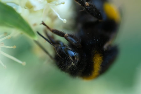 portrait of working bumblebee at beautiful blossom white hydrangea. extreme macro, wild lifeの写真素材