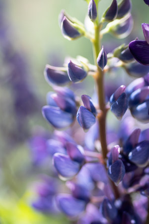 beautiful lupine flower background. extreme macro shotの写真素材