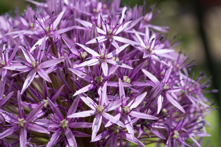 beautiful decorative lilac onion blossom at sunny day. macro shot.の写真素材
