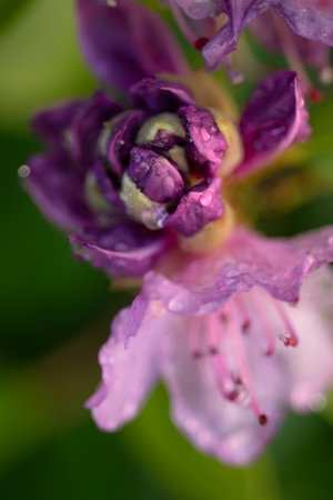 extreme macro shot of lilac rhododendron buds with water drops. art backgroundの写真素材