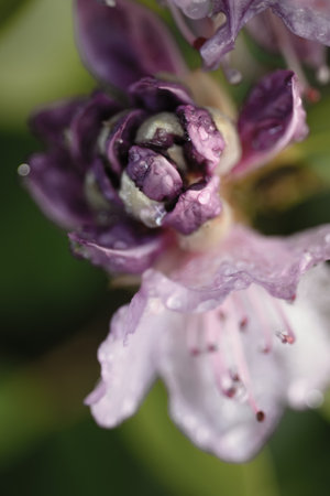 extreme macro shot of lilac rhododendron buds with water drops. art backgroundの写真素材