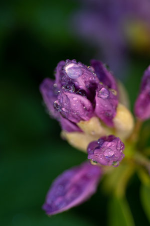 extreme macro shot of lilac rhododendron buds with water drops. art backgroundの写真素材