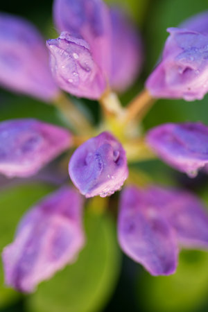 beautiful lilac rhododendron buds blossom with water drops. macro shot art shot with selective focus and blursの写真素材