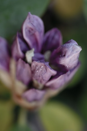beautiful lilac rhododendron buds blossom. macro shot. art shot with selective focus and blursの写真素材