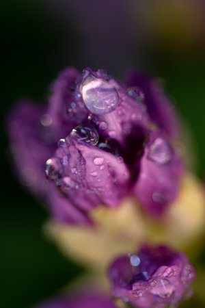 extreme macro shot of lilac rhododendron buds blossom in garden. art backgroundの写真素材