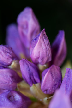 extreme macro shot of lilac rhododendron buds with water drops. art backgroundの写真素材