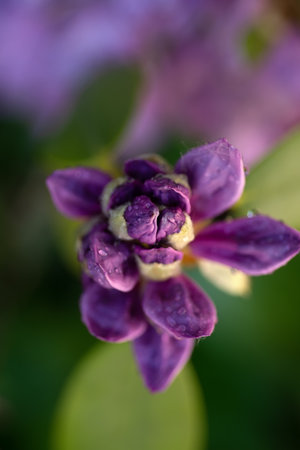 extreme macro shot of lilac rhododendron buds with water drops. art backgroundの写真素材