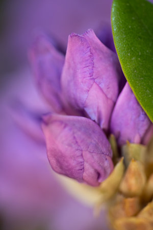 extreme macro shot of lilac rhododendron buds. art background with selective focusの写真素材