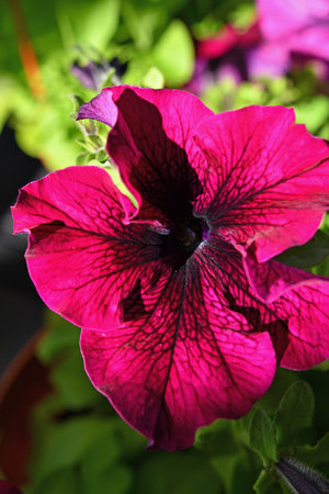 stunning huge deep burgundy petunia flowers growth outdoor. close upの写真素材